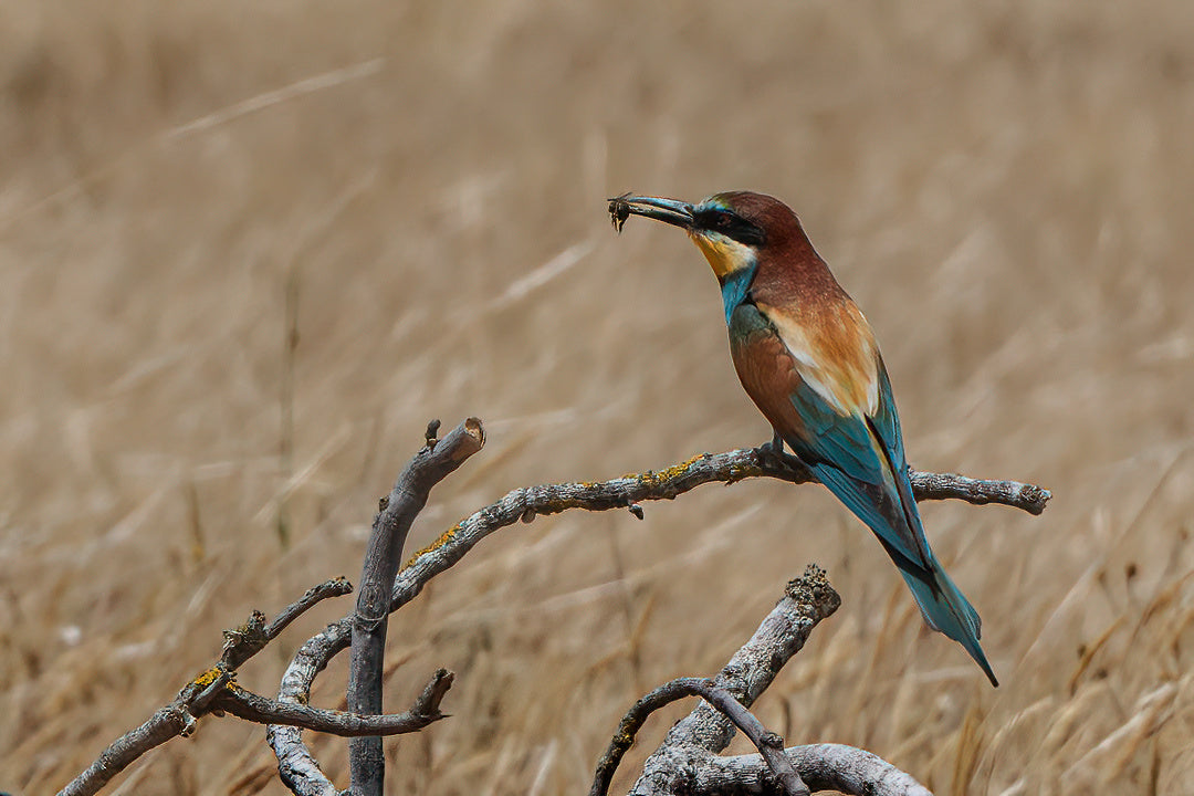 The European bee-eater (Merops apiaster)