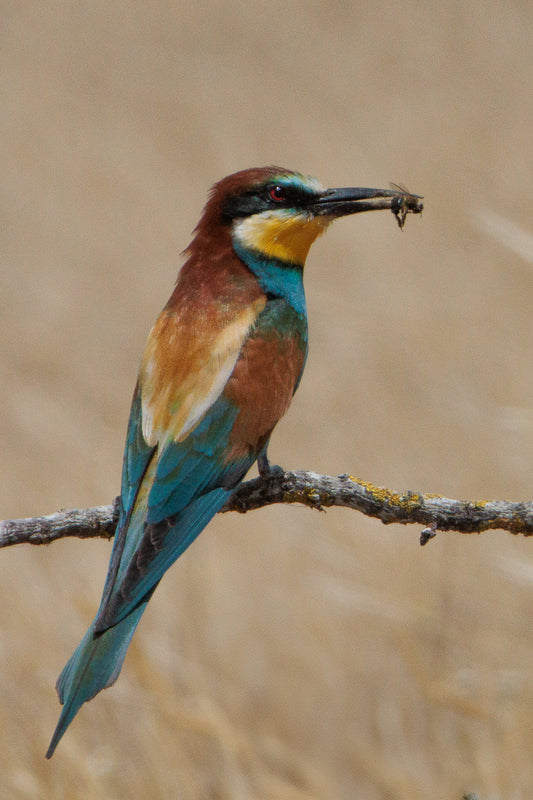 The European bee-eater (Merops apiaster)