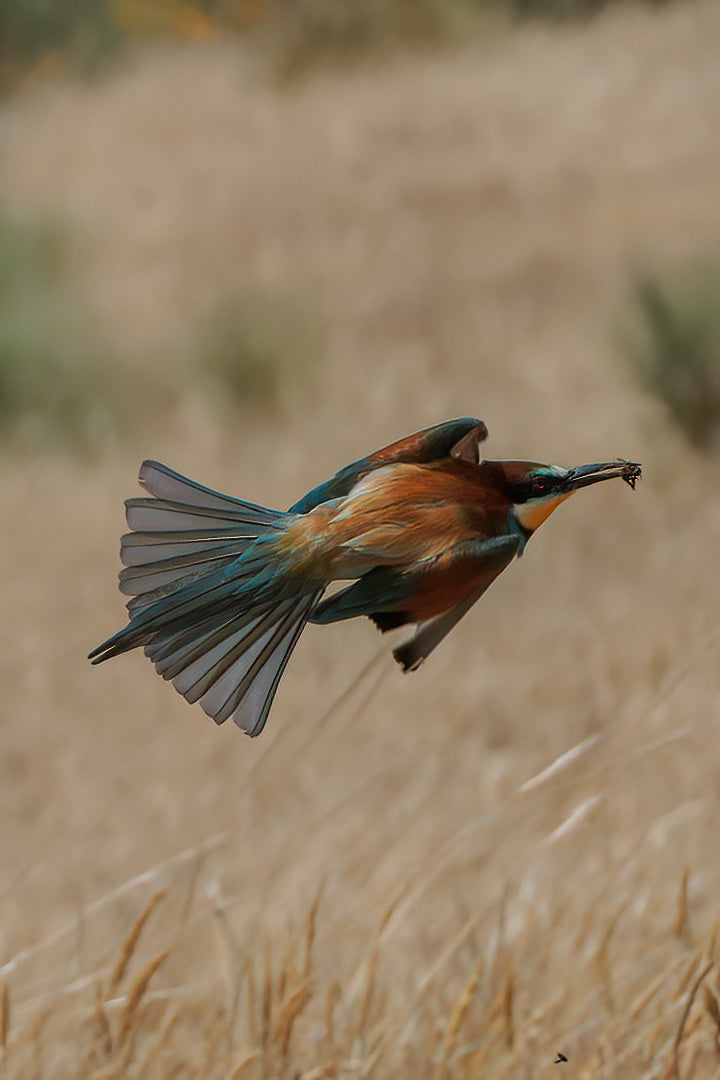 The European bee-eater (Merops apiaster)