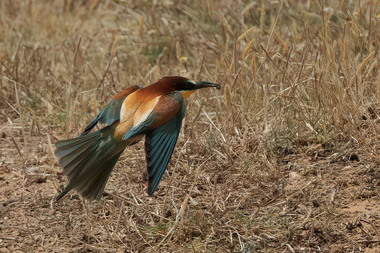 The European bee-eater (Merops apiaster)