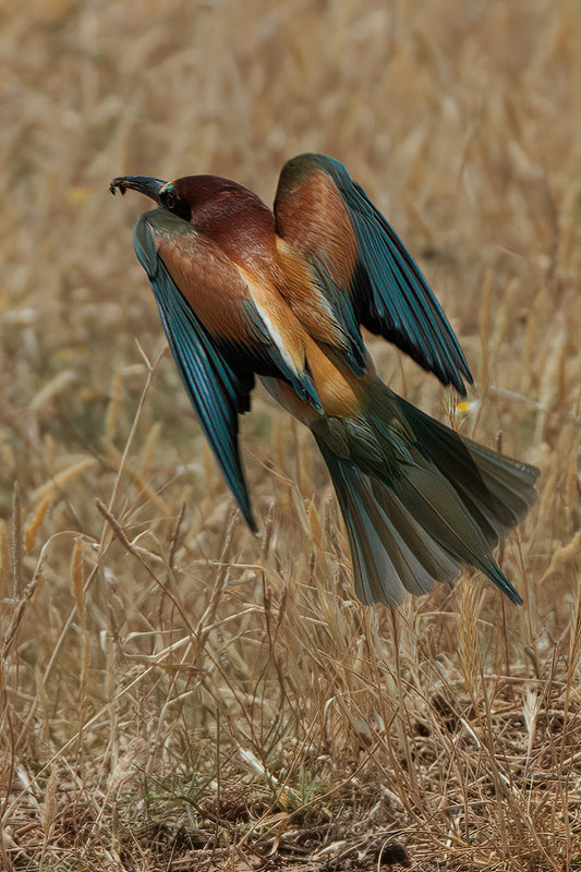 The European bee-eater (Merops apiaster)