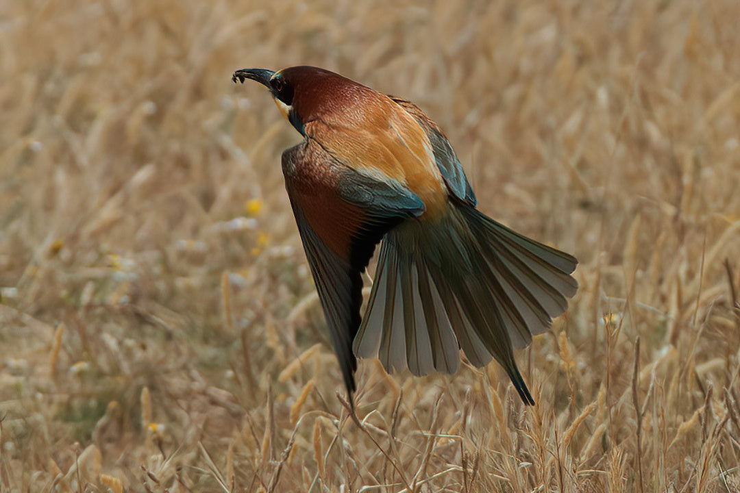 The European bee-eater (Merops apiaster)