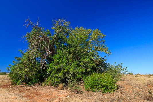A wild Carob tree on a dry hillside with a clear blue sky