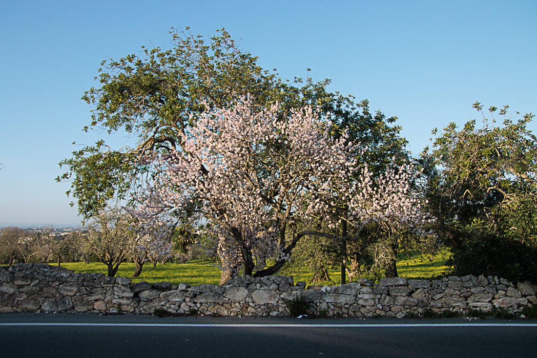 Flowering tree behind a stone wall with a clear blue sky