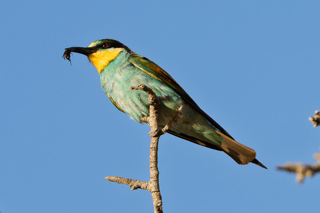 Abelharuco-Comum (Merops apiaster)