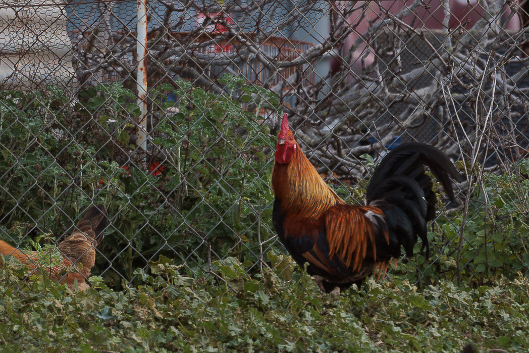 Cock (Gallus gallus domesticus)