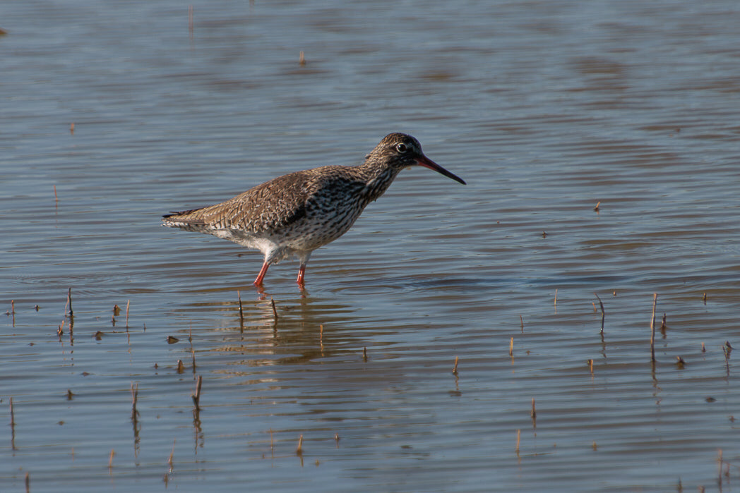 Common Red Shank (Tringa_totanus)