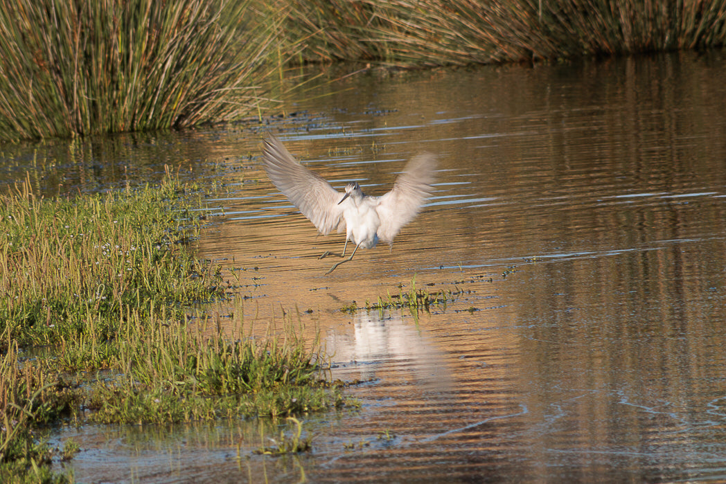 Common greenshank (Tringa nebularia)