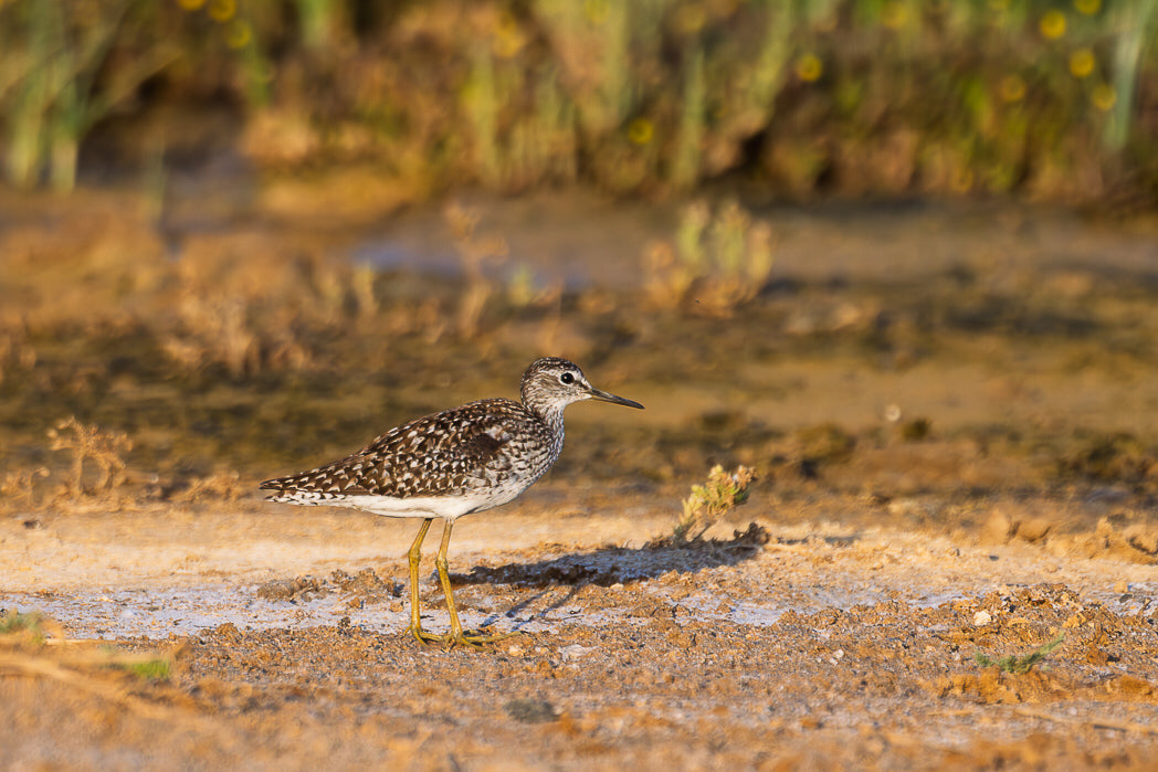 Common snipe (Gallinago gallinago)