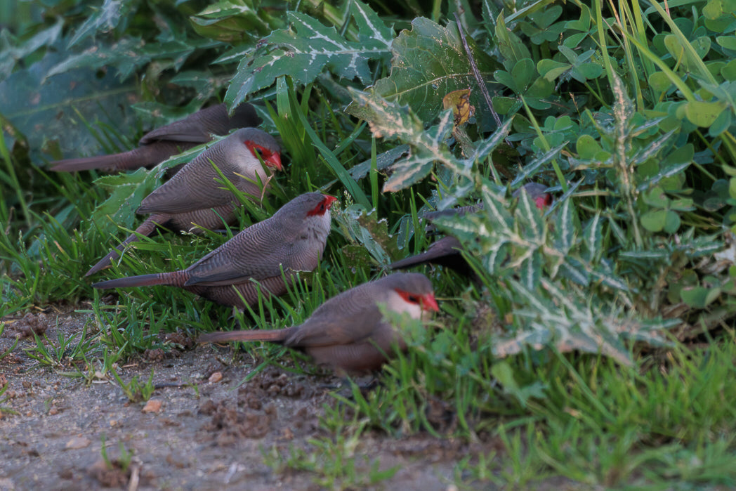 Common waxbill (Estrilda_astrild)