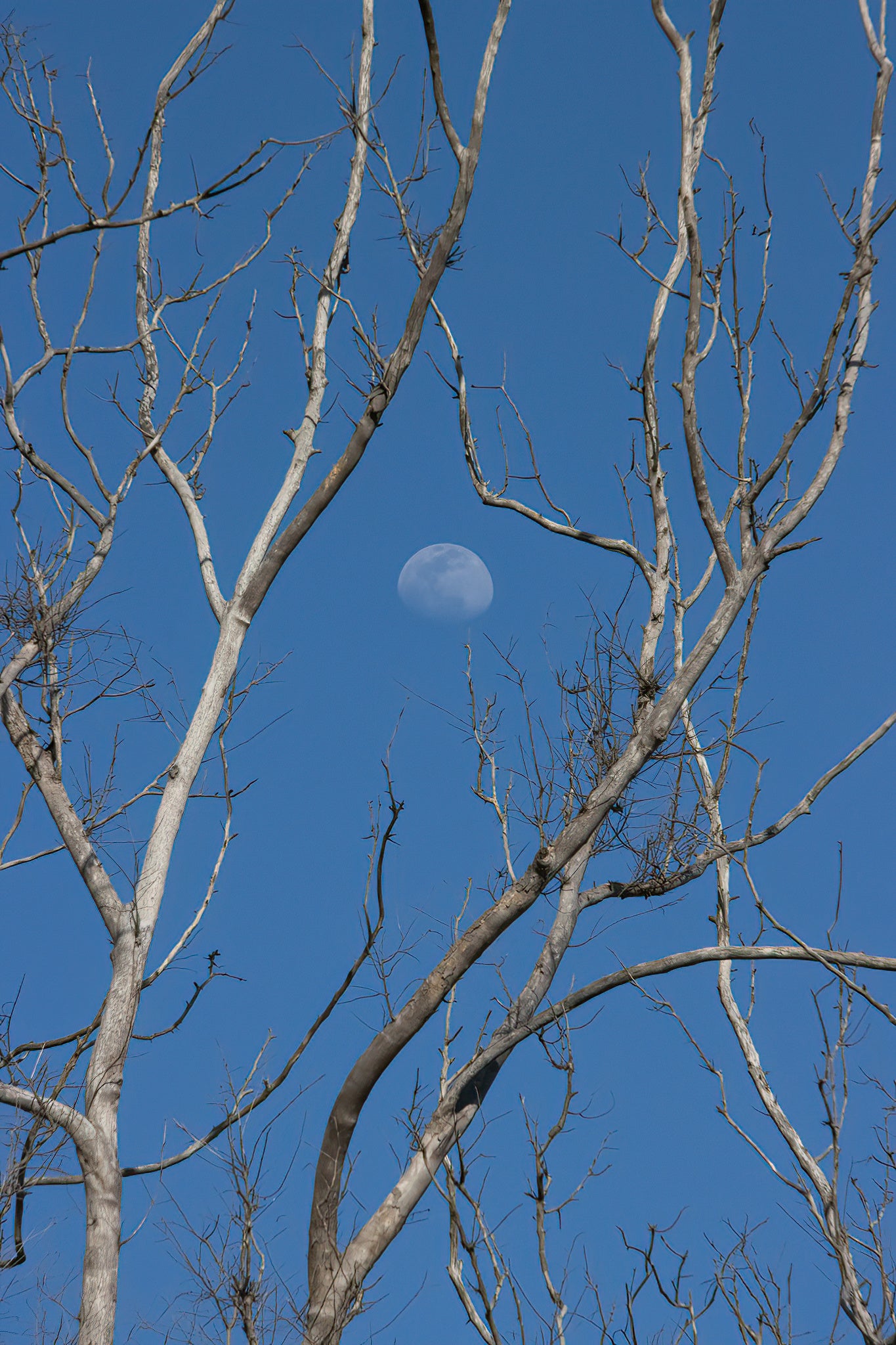 Moon - Waxing Gibbous Moon