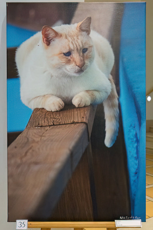 Blue Eyed Cat (Displayed Mounted in Canvas 50x80)