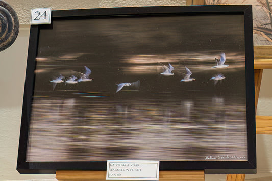 Seagulls in Flight (Displyed Framed 40x30)