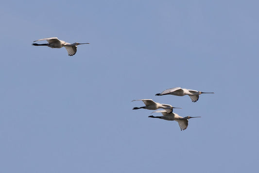 Eurasian Spoonbill (Platalea leucorrodia)