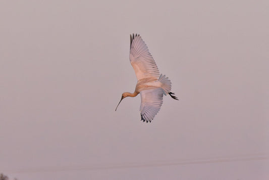 Eurasian Spoonbill (Platalea leucorrodia)