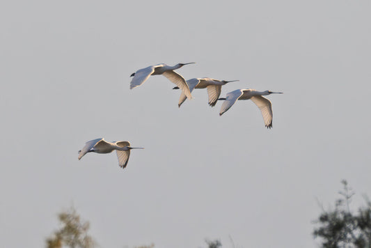 Eurasian Spoonbill (Platalea leucorrodia)