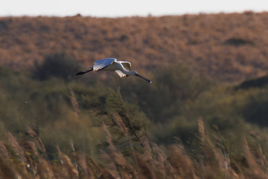 Eurasian Spoonbill (Platalea leucorrodia)