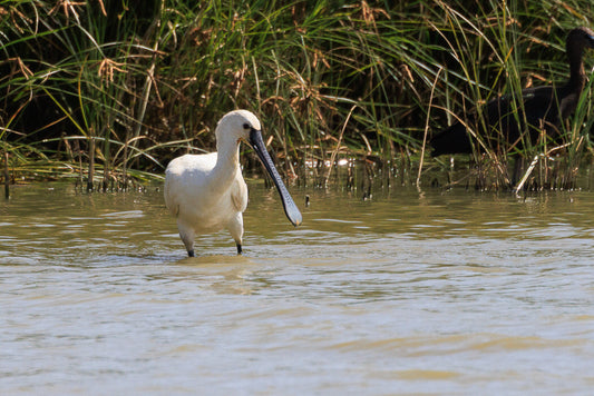 Eurasian Spoonbill (Platalea leucorrodia)