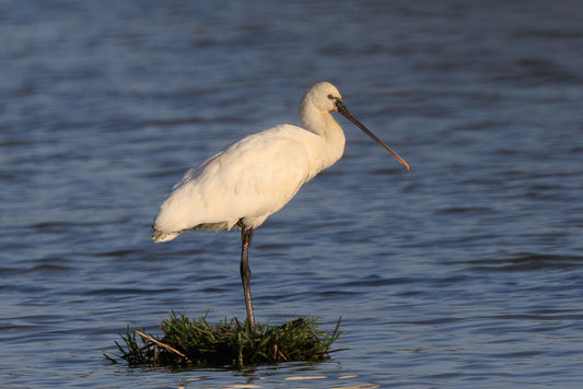Eurasian Spoonbill (Platalea leucorrodia)