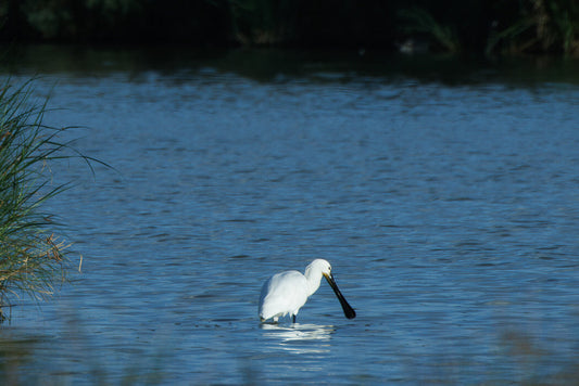 Eurasian Spoonbill (Platalea leucorrodia)