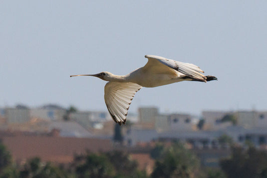 Eurasian Spoonbill (Platalea leucorrodia)