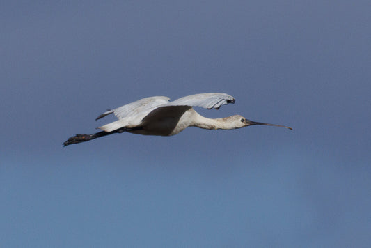 Eurasian Spoonbill (Platalea leucorrodia)