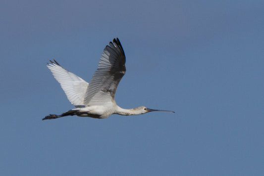 Eurasian Spoonbill (Platalea leucorrodia)