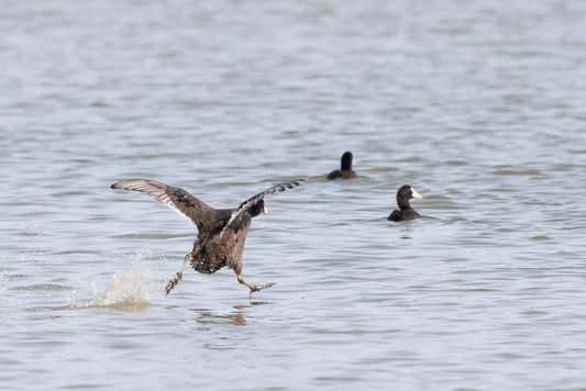 Eurasian coot (Fulica atra)