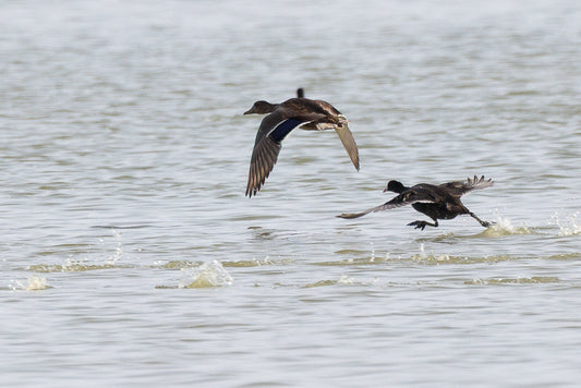 Eurasian coot (Fulica atra)
