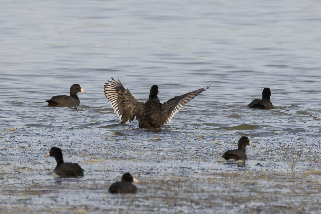 Eurasian coot (Fulica atra)