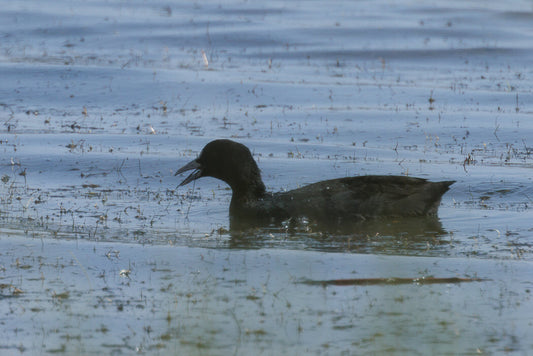 Eurasian coot (Fulica atra)