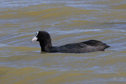 Eurasian coot (Fulica atra)
