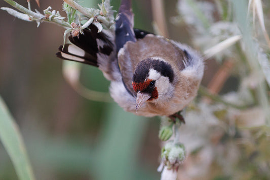 Eurasian Spoonbill (Platalea leucorrodia)