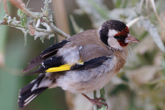Eurasian Spoonbill (Platalea leucorrodia)