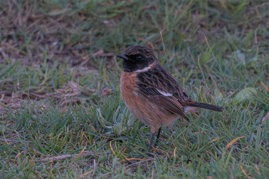 European stonechat (Saxicola rubicola)