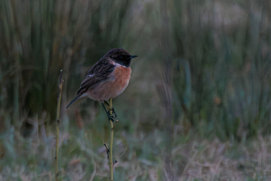 European stonechat (Saxicola rubicola)
