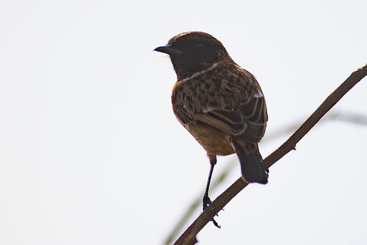 European stonechat (Saxicola rubicola)