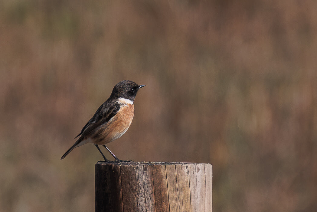 Cartaxo Comum (Saxicola rubicola)