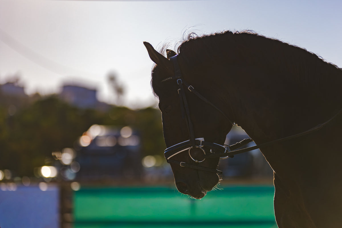 A dark horse in profile wearing a bridle, photographed outdoors against a bright sunlit sky with blurred trees and buildings in the background.