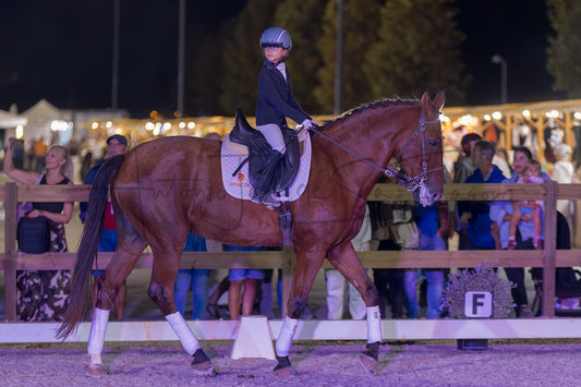Horse Riding School - Beginners Dressage
