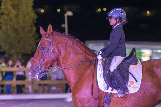 Horse Riding School - Beginners Dressage