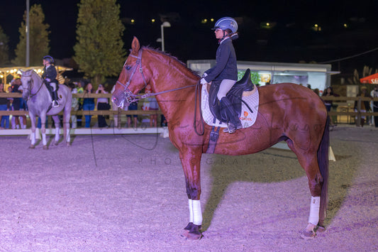 Horse Riding School - Beginners Dressage