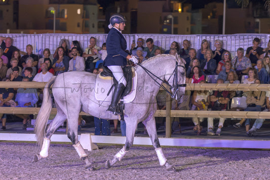 Horse Riding School - Beginners Dressage