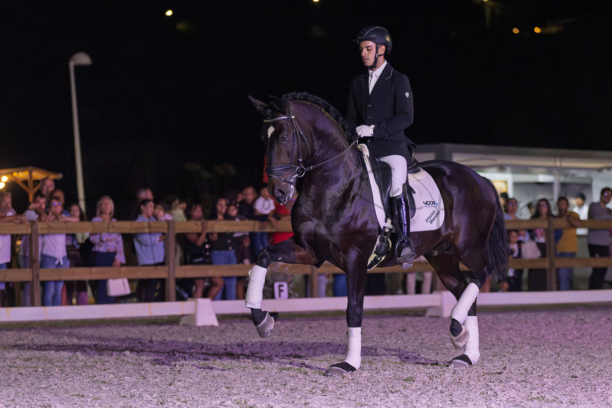 Horse Riding School - Dressage Single