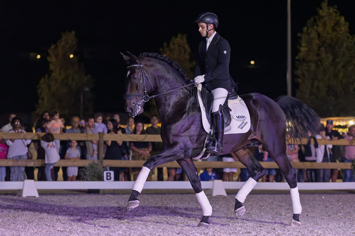 Horse Riding School - Dressage Single