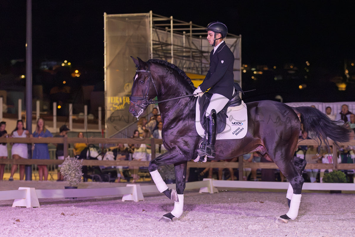 Horse Riding School - Dressage Single