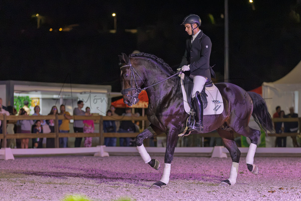 Horse Riding School - Dressage Single