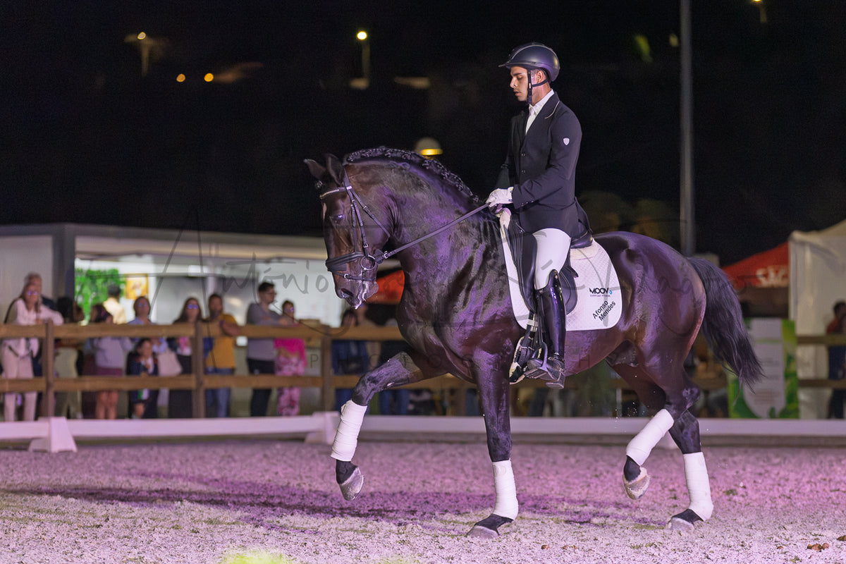 Horse Riding School - Dressage Single