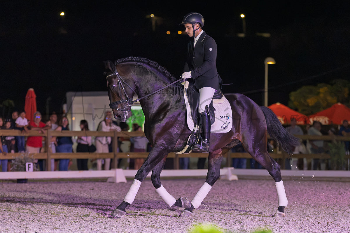 Horse Riding School - Dressage Single