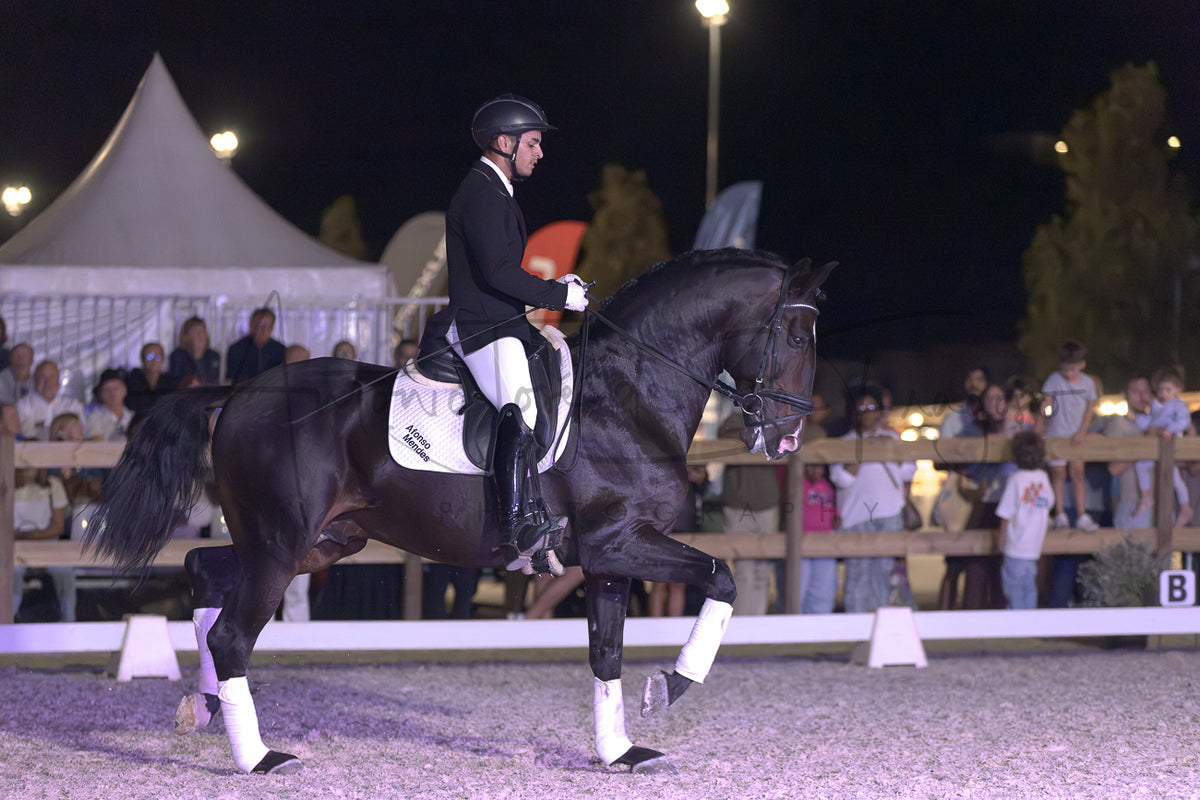 Horse Riding School - Dressage Single